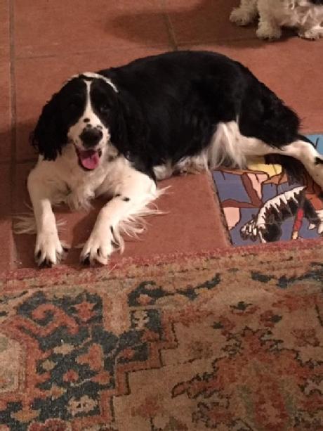 Springer sales spaniel ranch